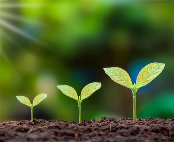 Green leaves growing from the ground